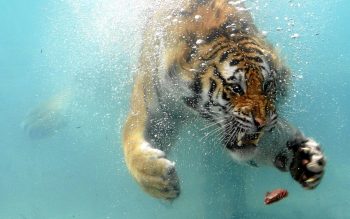 35 imagens que foram tiradas na hora certa e no lugar certo!