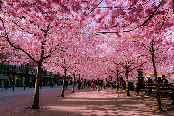 cherry-blossoms-sakura-spring-1-588x391