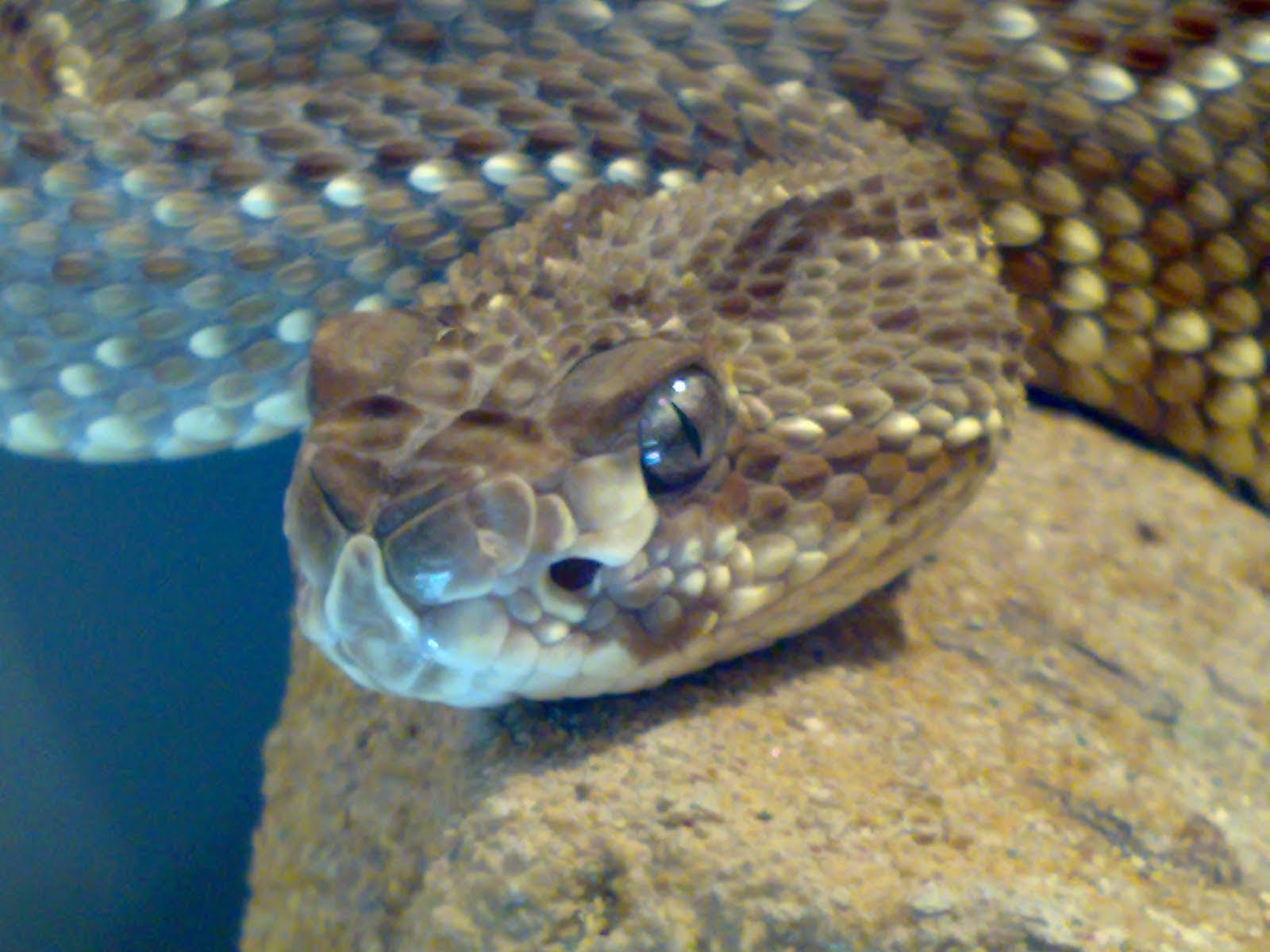 Top 5: As cobras mais venenosas do mundo