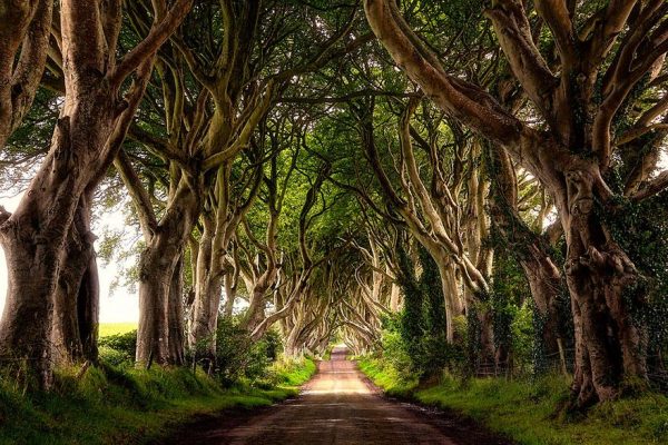 the-dark-hedges-tree-tunnel-5