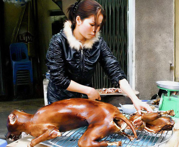 Resultado de imagem para comida feita de cachorro na coreia