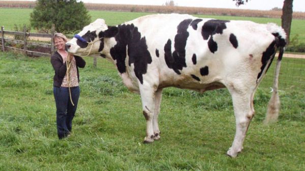 Blosom-worlds-biggest-cow