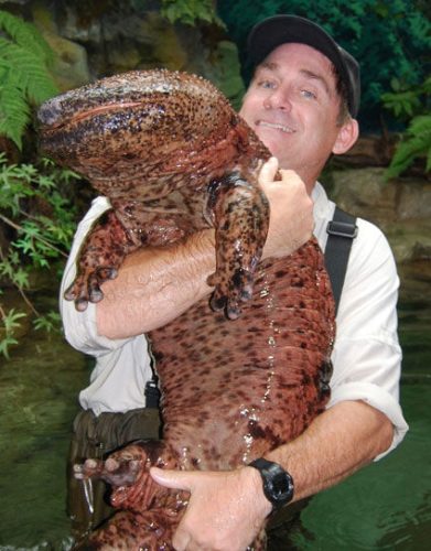 Chinese-giant-salamanders