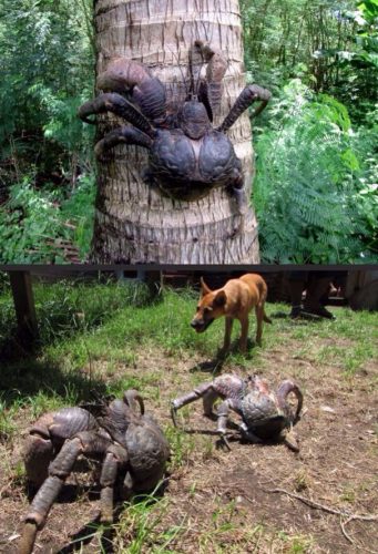 Coconut-Crab