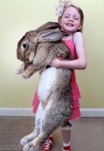 Darius-worlds-biggest-rabbit