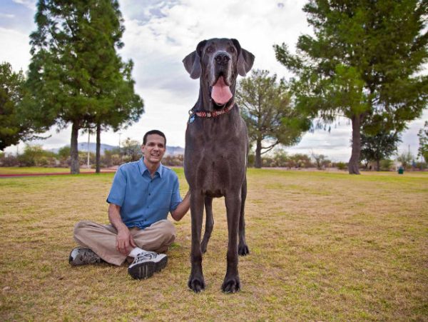 George-worlds-biggest-dog