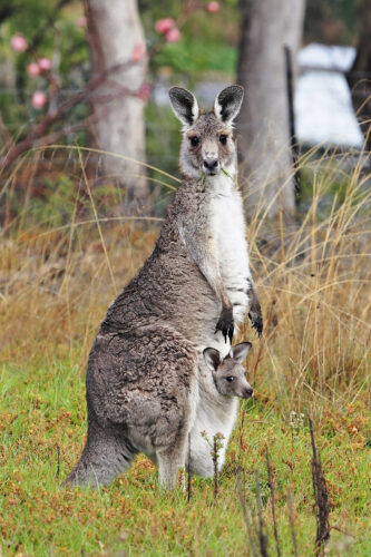 Kangaroo_and_joey03