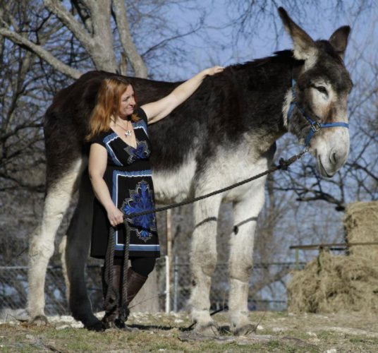 Romulus-the-worlds-biggest-donkey