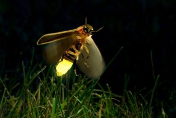 Por que os vaga-lumes emitem luz? Para que a lanterna natural deles serve?