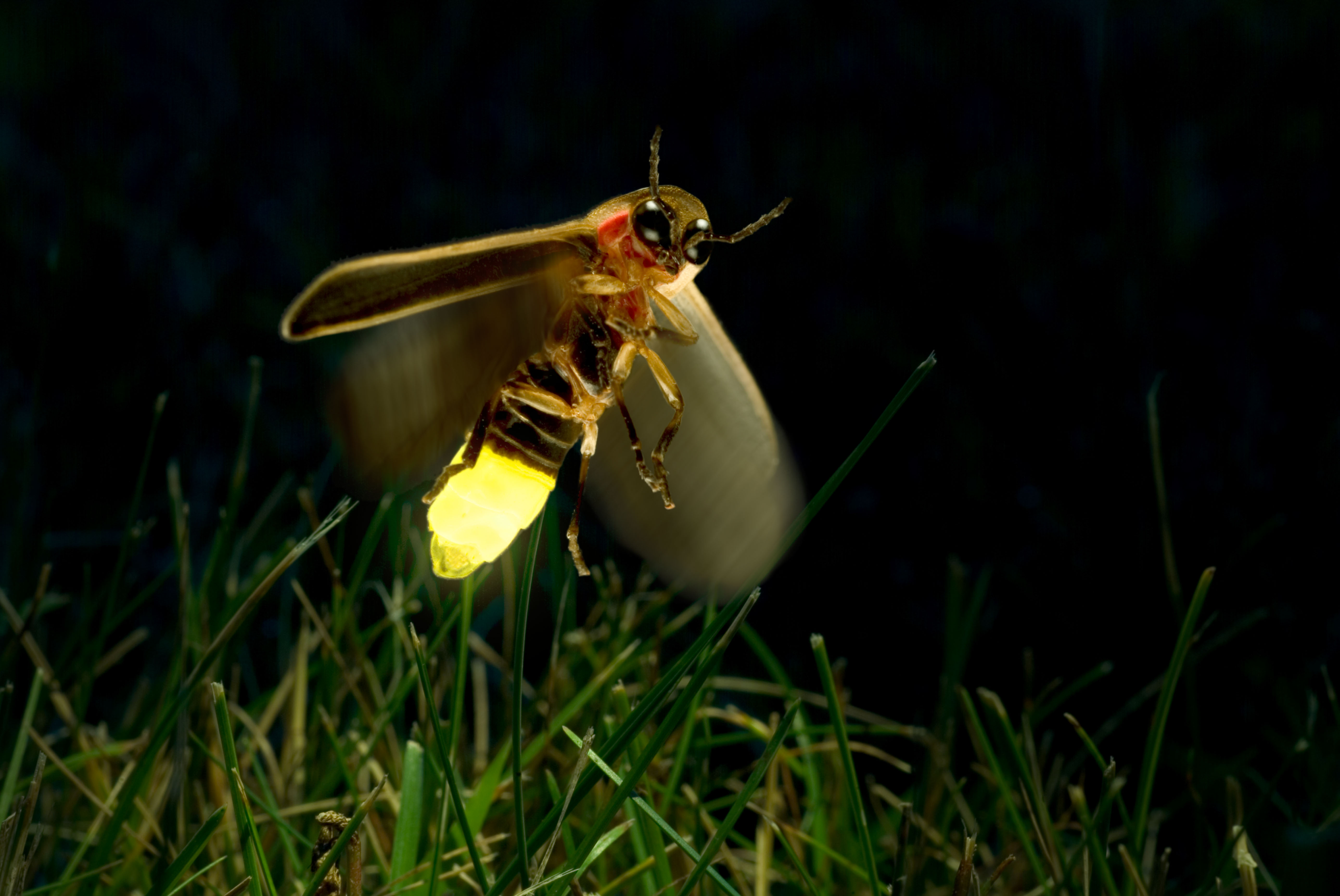 Por que os vaga-lumes emitem luz? Para que a lanterna natural deles serve?