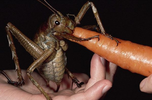 giant-weta