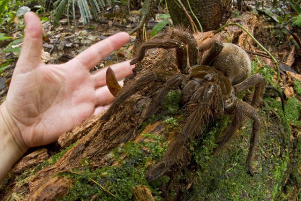 goliath-bird-eating-spider