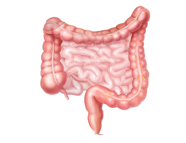 large_intestine