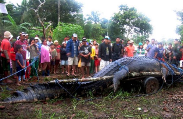 largest-crocodile