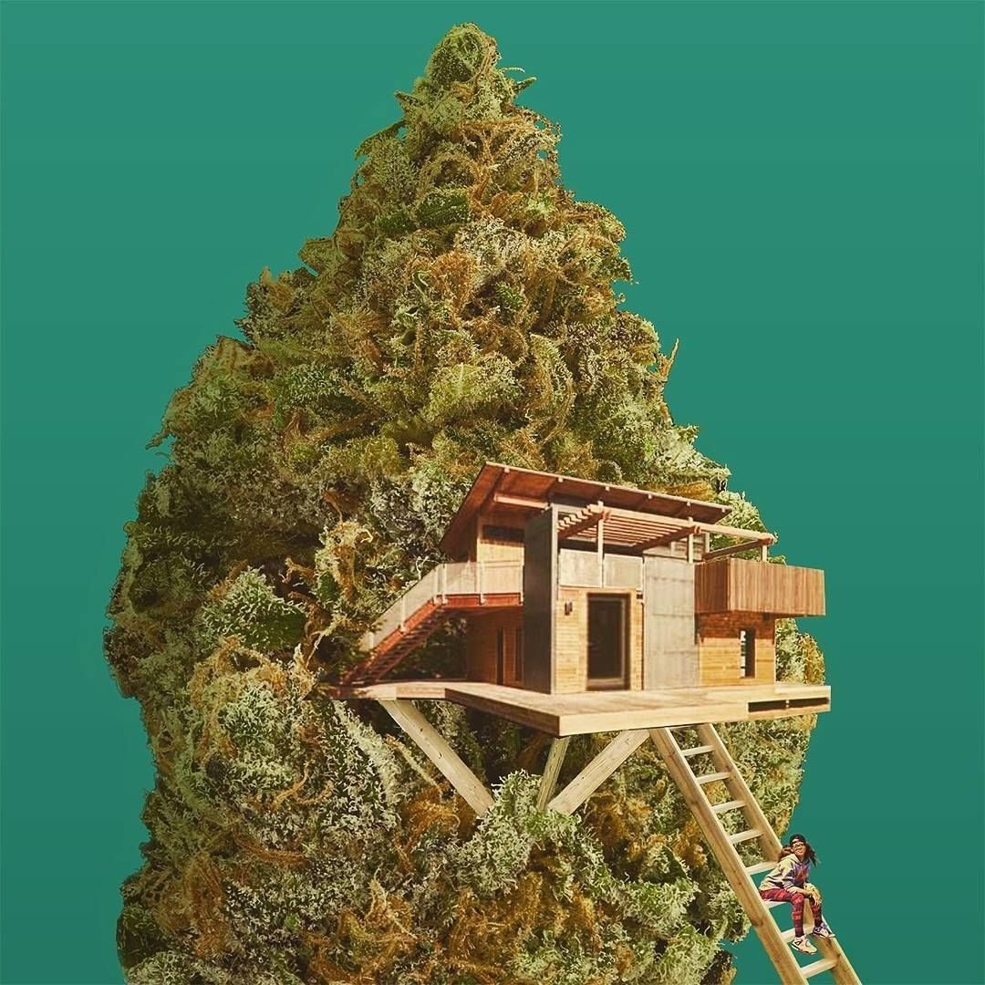 Artista romeno faz arte usando maconha como matéria-prima