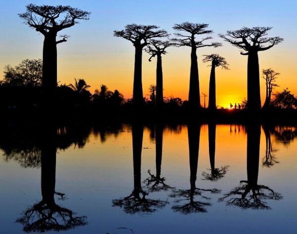20-hikers-baobab-trees-madagascar_91080_990x742-610x480