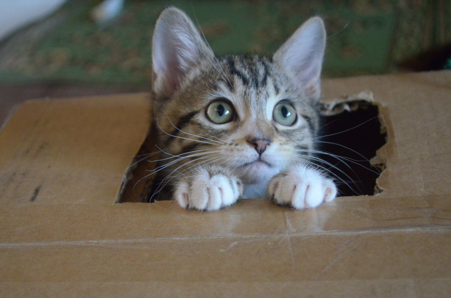Tabby kitten in box