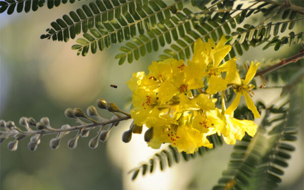 Acacia-Flower