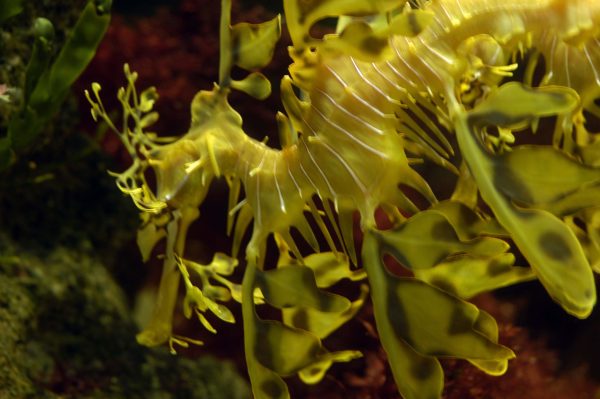 Fetzenfisch Zoo Basel