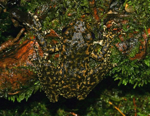 Litoria_nannotis_camouflage