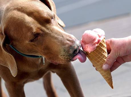 Un cane assaggia un gelato alla fragola in una calda giornata estiva .    ANSA/EPA EPA/STEPHANIE PILICK