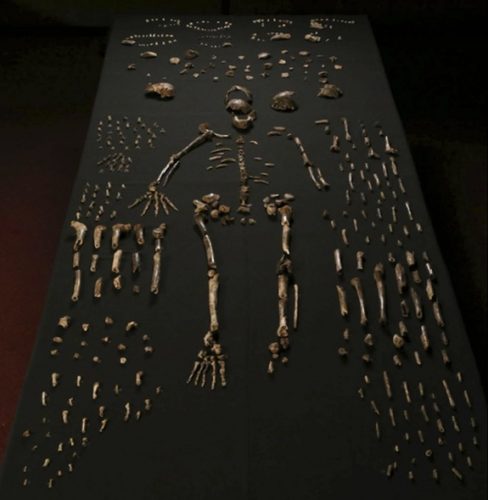 homo-naledi-skeleton