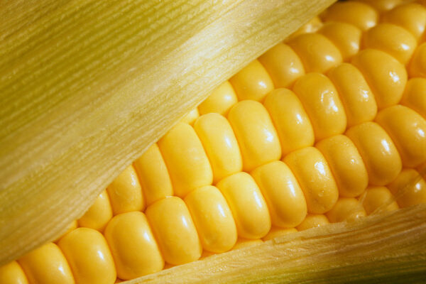 Corn in Husk