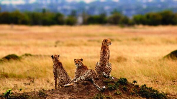 serengeti-nomad-cheetah_940_529_80_s_c1