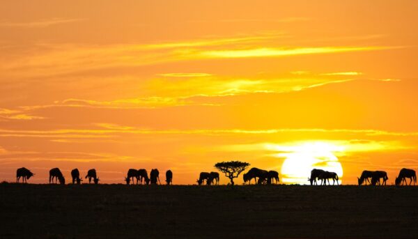 silhouettes-of-wildebeests-and-acacia-tree-on-sunrise-in-serengeti-national-park-tanzania-1600x914