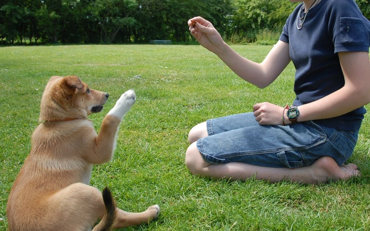 6 alimentos que você nunca deve dar ao seu cachorro