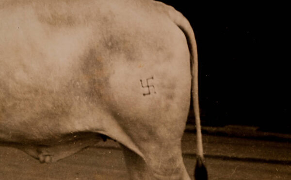 vaca-nazista