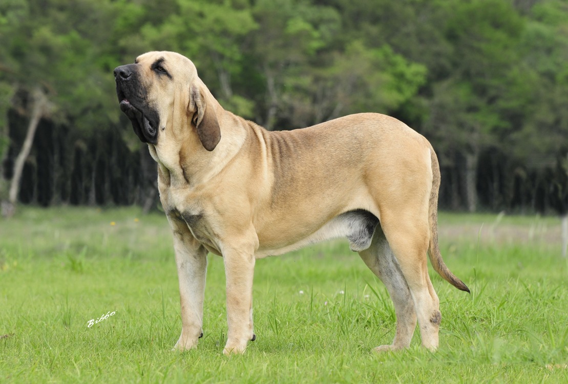 6 raças de cães que foram oficialmente banidas – Fatos Desconhecidos