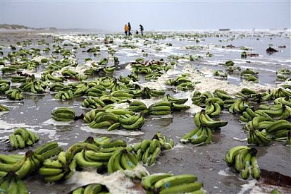 Thousands of bananas lay on the beach on Terschelling island, northern Netherlands, Wednesday, Nov. 7, 2007. The bananas washed onto the beach of the Dutch island early Wednesday, after a load of containers were swept from the ship Duncan Island, coast guard officials said. (AP Photo/Marleen Swart) **NETHERLANDS OUT** MAGAZINES OUT **