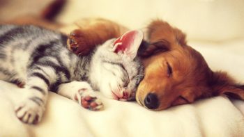 7 coisas que só quem tem um cachorro ou gato vai entender