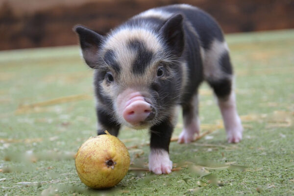 micro-pigs-for-sale-petpiggies