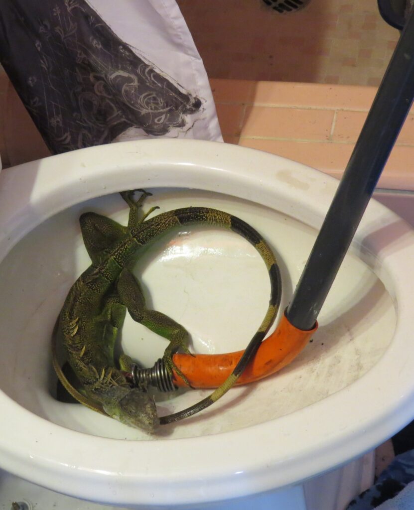 sfl-iguana-found-in-toilet-video-20150609