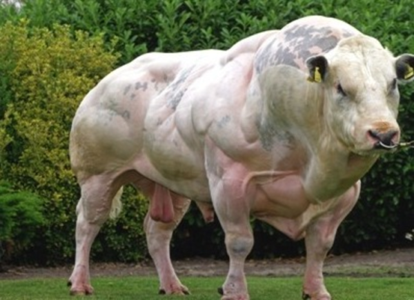 super-vacas-monstruosas-transgenicas