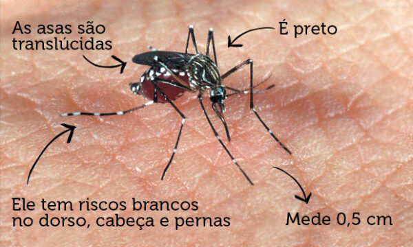 0-blog-Zé Carlos Borges-mosquinto-da-dengue