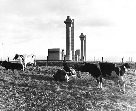 01 Sep 1958, Windscale, Cumbria, England, UK --- Cows graze with the inoperative nuclear power plant at Windscale in the background. Testing for radioactivity in the surrounding countryside and the Irish Sea intensified for a report monitoring radiation levels since the nuclear reactor caught fire on October 10, 1957 and spread radiation over Great Britain. --- Image by Hulton-Deutsch Collection/CORBIS Agricultural field Agriculture Bovinae Cattle Contrasts Cow Cropland Domestic animal Electromagnetic radiation Energy Engineering and technology Female animal Livestock Mammal Nobody Nuclear power plants Power plants Radiation detector Radioactivity Science Scientific equipment Windscale