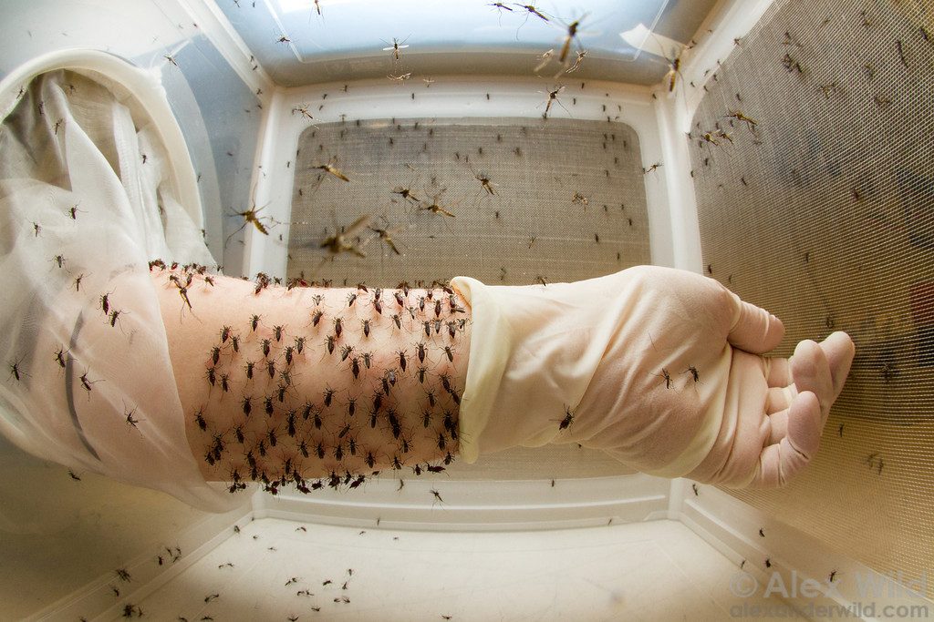 5 fatos macabros sobre o Aedes Aegypti que vão além da dengue