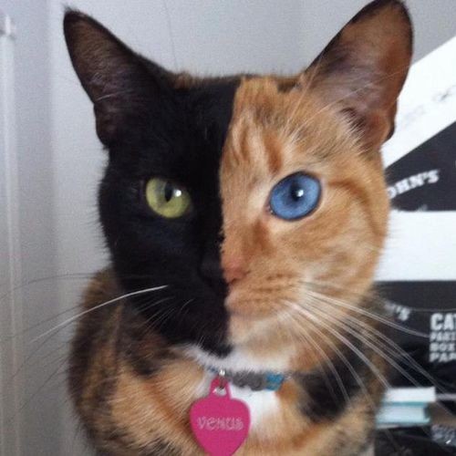 gato bicolor