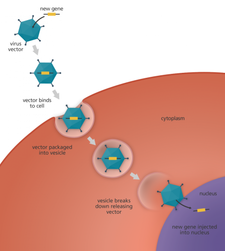 gene_therapy_virus_vector[1]