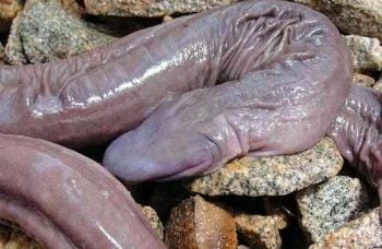 5 animais que já viveram no Brasil e estão extintos