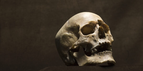 Human skull, studio shot