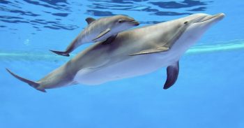 5 atos insanos cometidos por golfinhos