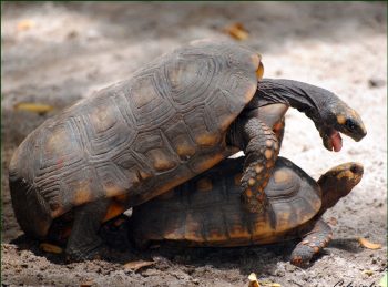 Assista um casal de tartaruga fazendo sexo e tenha a experiência mais divertida do seu dia