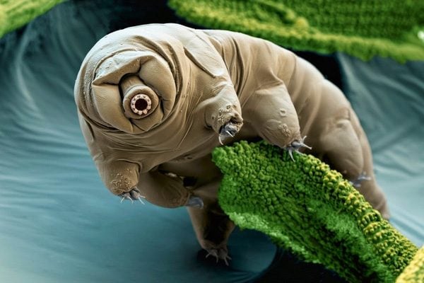 Cientistas descobrem que Tardigrado (ursos d'água) se transformam em vidro quando se secam