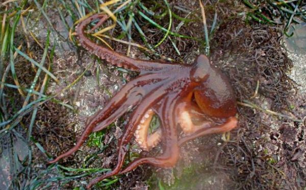 6-pacific-northwest-tree-octopus