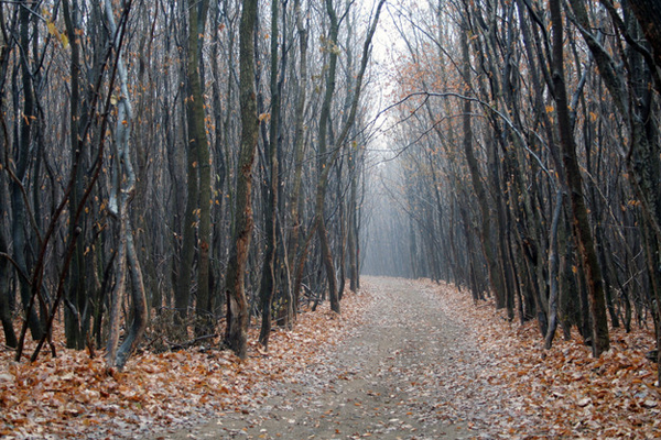 Conheça a floresta que é conhecida como o "triângulo das bermudas" da Romênia – Fatos Desconhecidos
