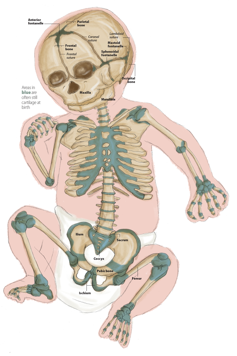 Entenda porque nascemos com 300 ossos e morremos com apenas 206 Fatos